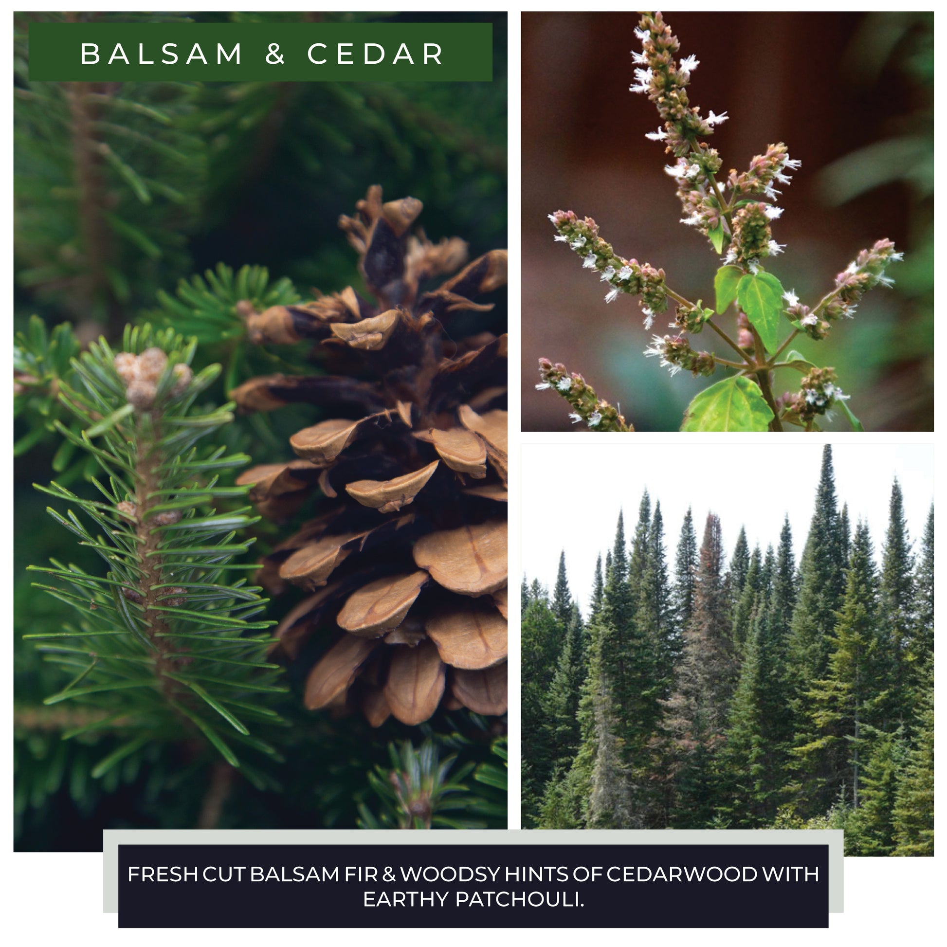 Balsam and Cedar - 6 oz Cheerful Candle