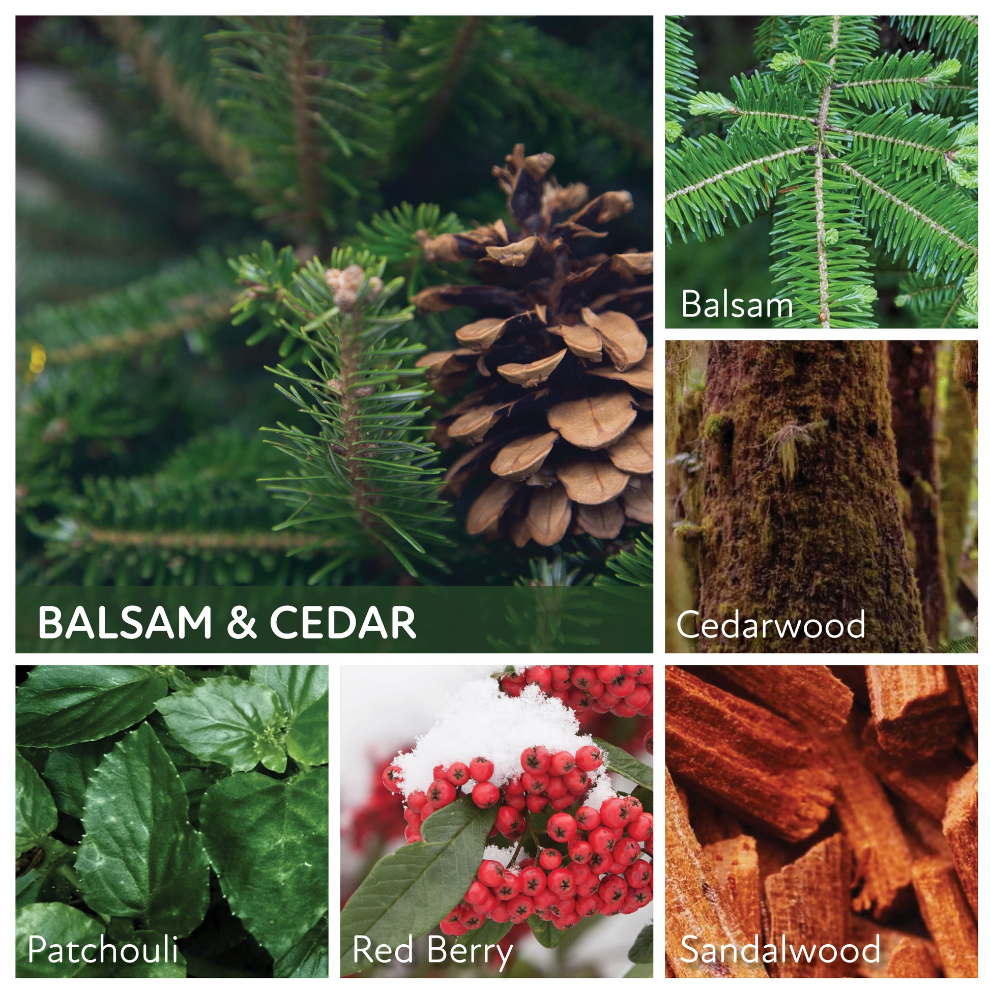 Balsam and Cedar - 6 oz Baby Candle