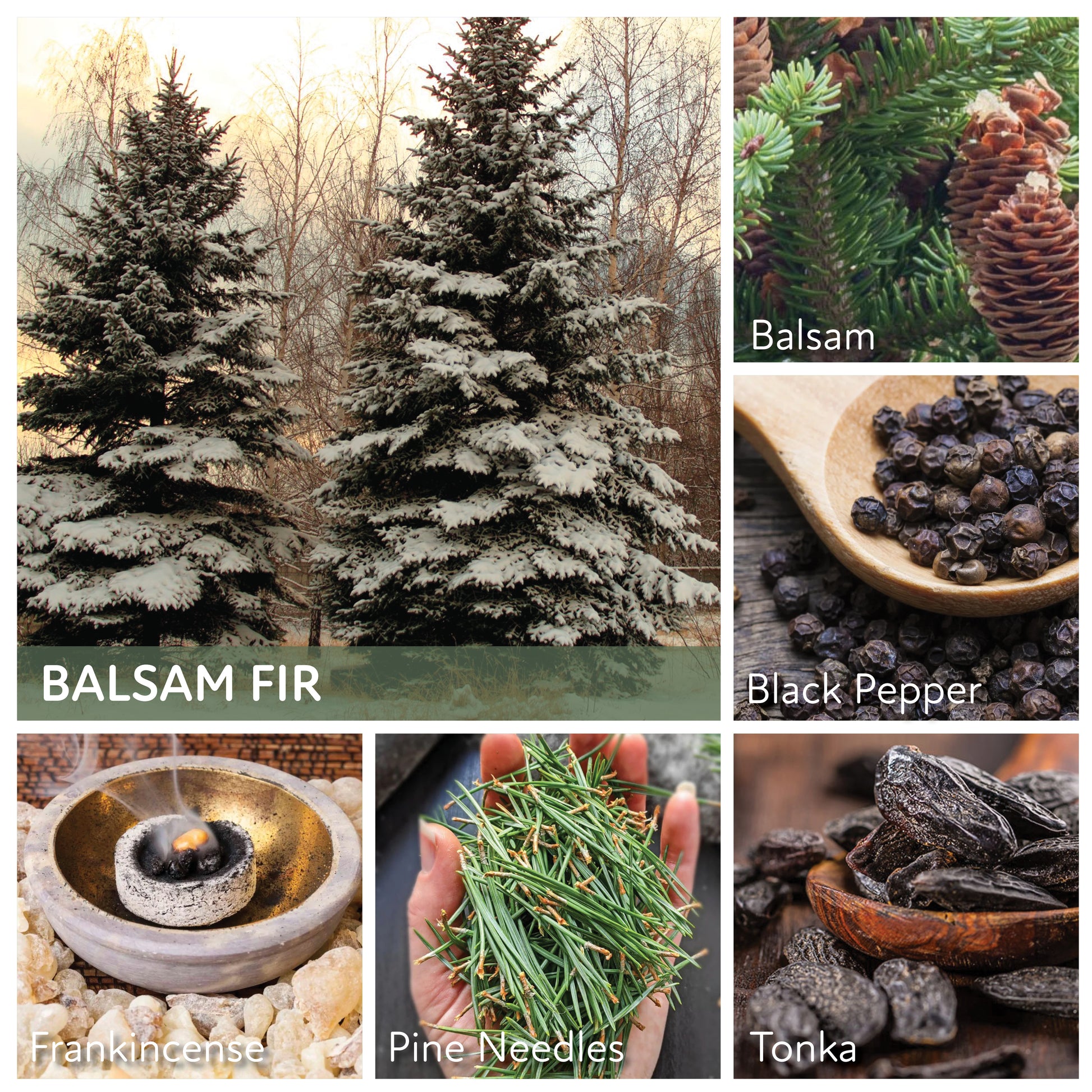 Balsam Fir - 6 oz Baby Candle