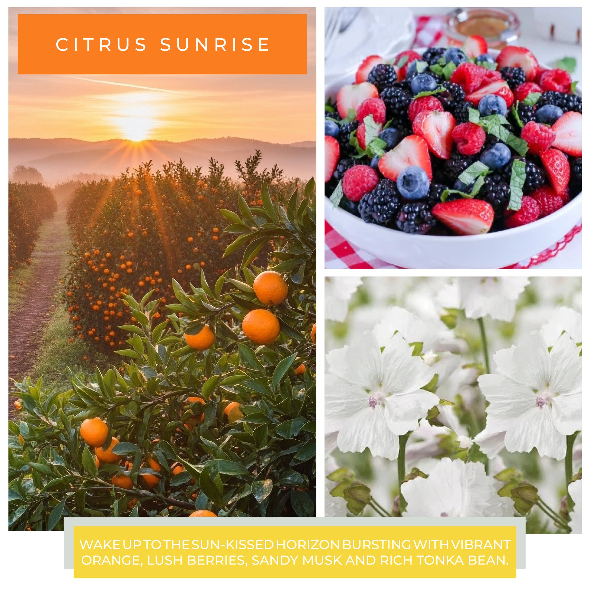 Citrus Sunrise - 34 oz Papa Candle