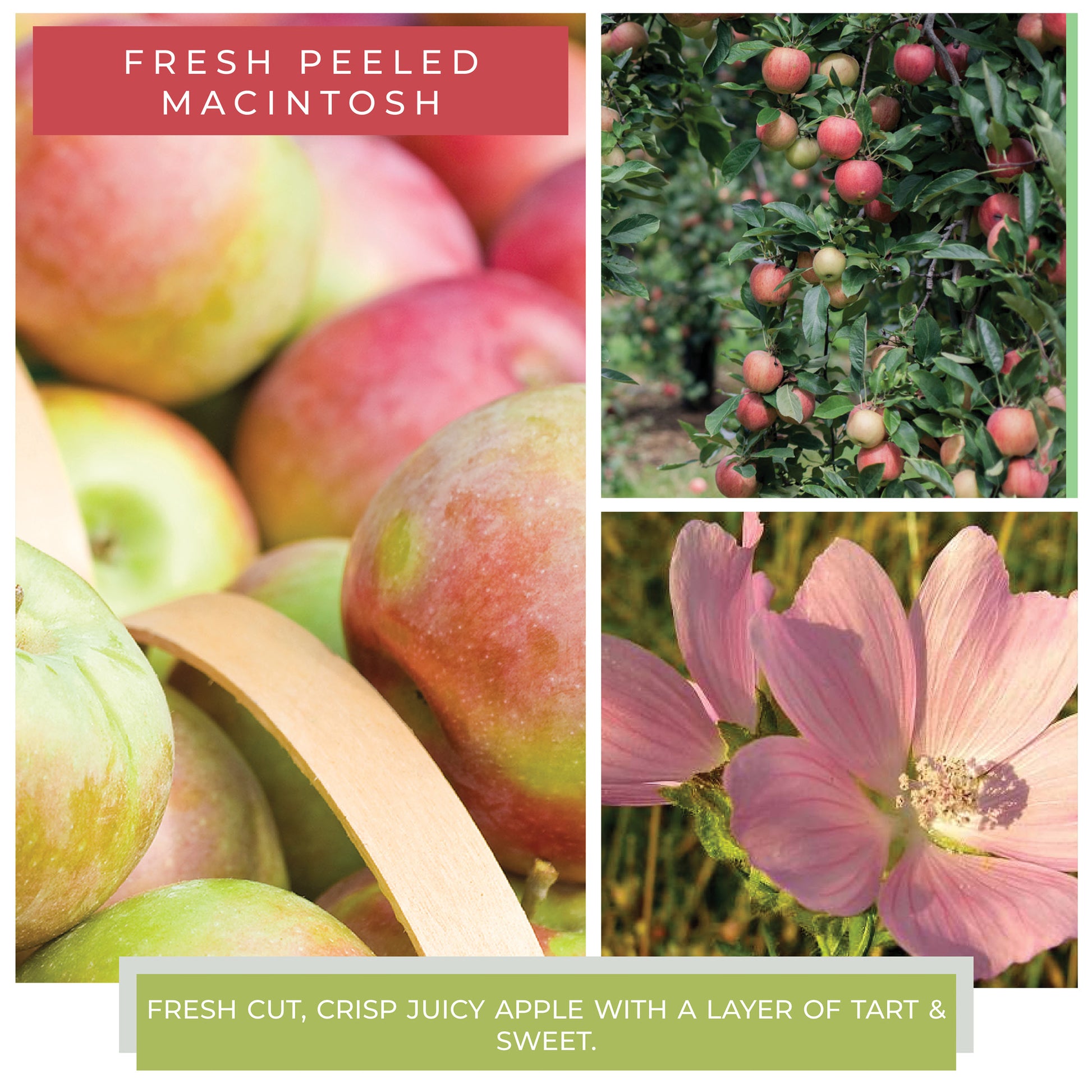 Fresh Peeled Macintosh - 22 oz Mama Candle