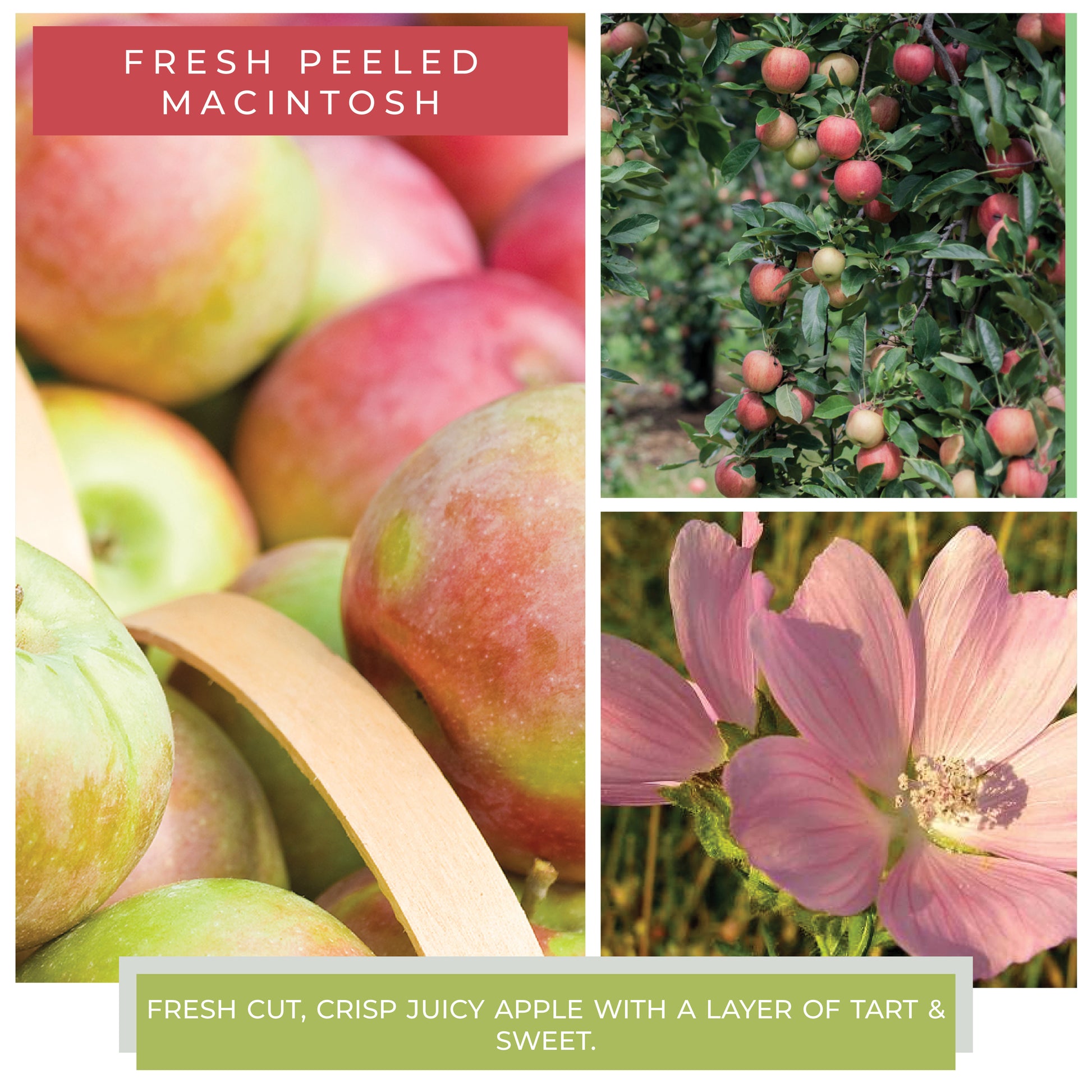 Fresh Peeled Macintosh - Fragrance Melts