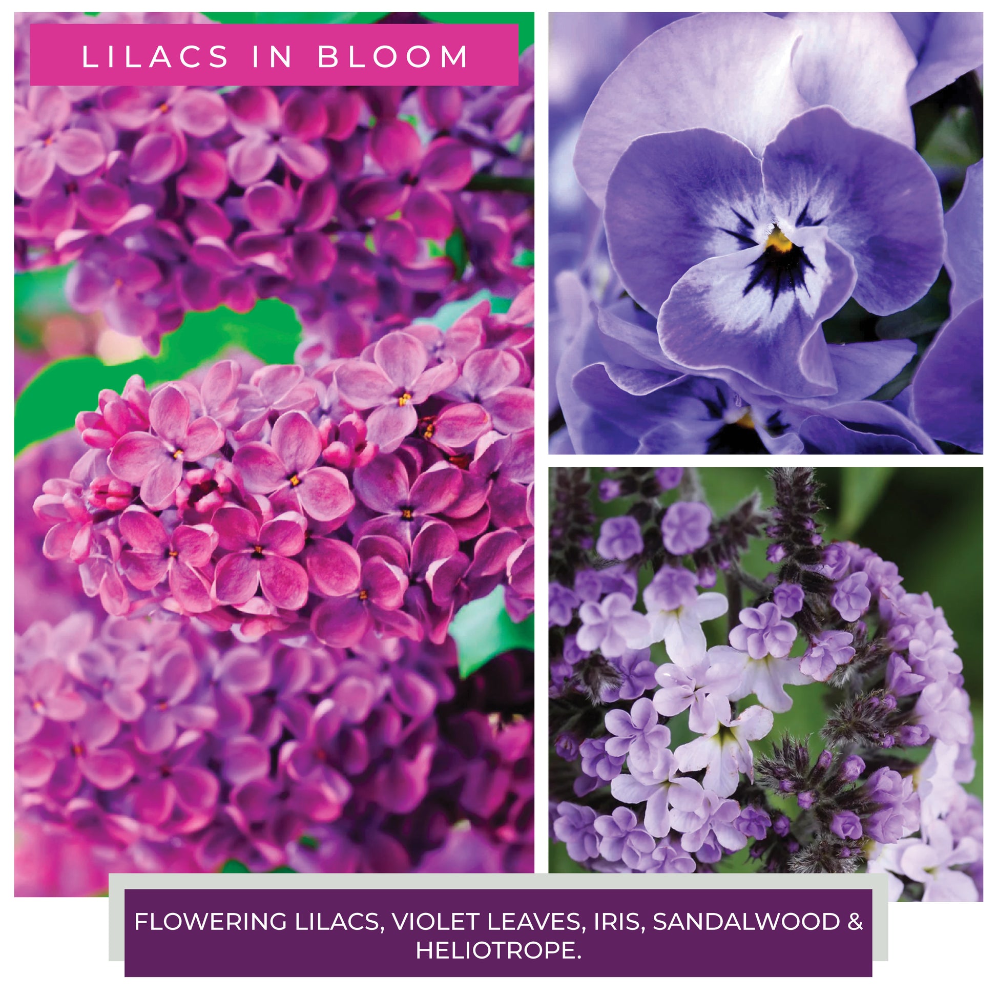 Lilacs in Bloom - 16 oz Cheerful Candle