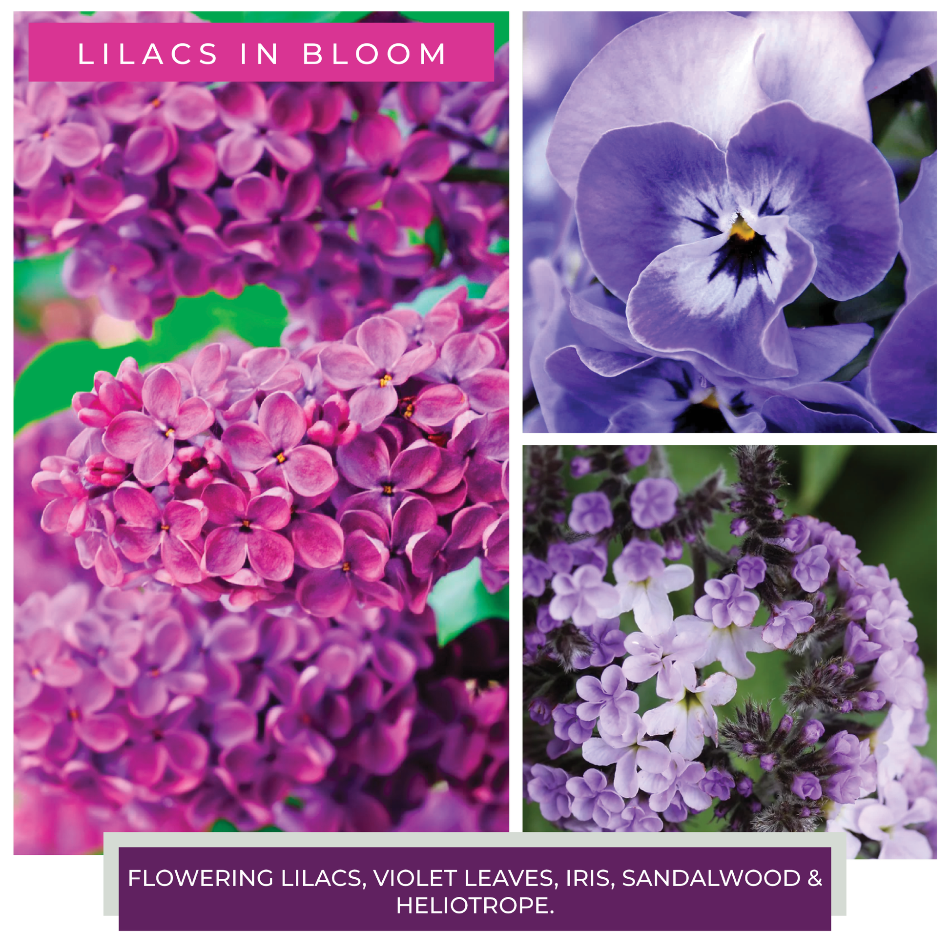 Lilacs In Bloom - 6 oz Baby Candle