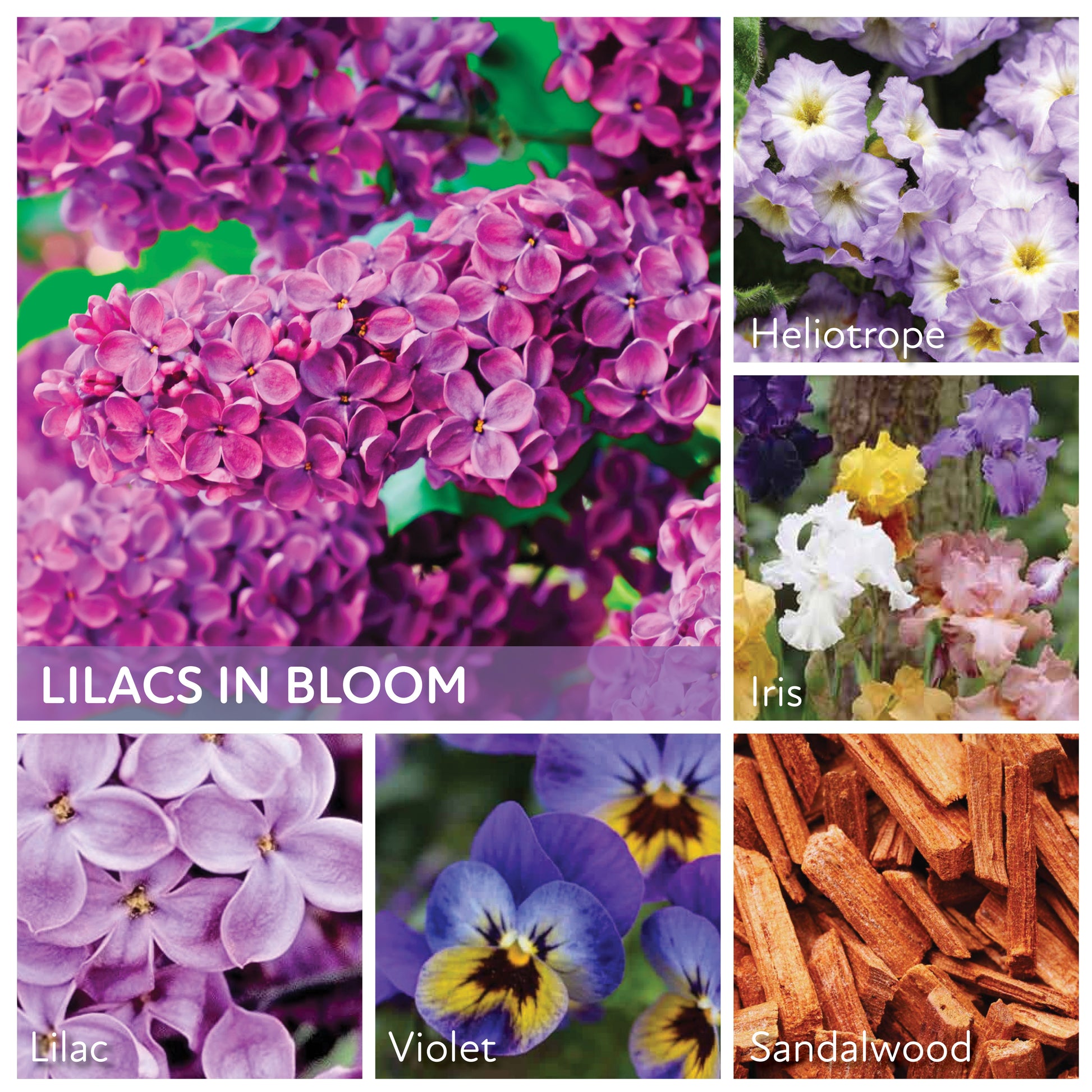 Lilacs in Bloom - 24 oz Cheerful Candle
