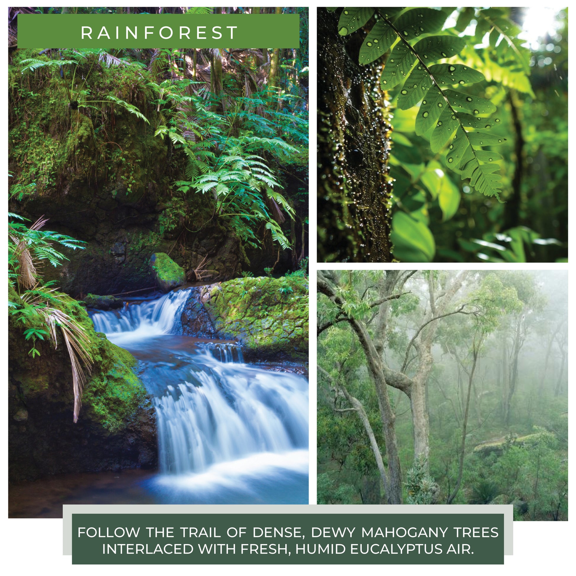 Rainforest - 24 oz Cheerful Candle