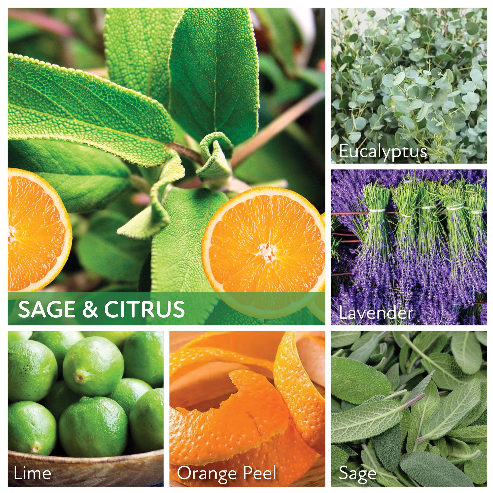 Sage & Citrus - 6 oz Baby Candle