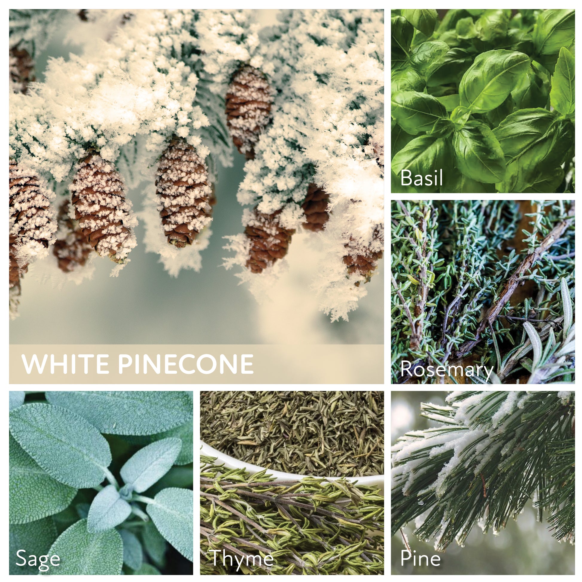 White Pinecone - 6 oz Baby Candle