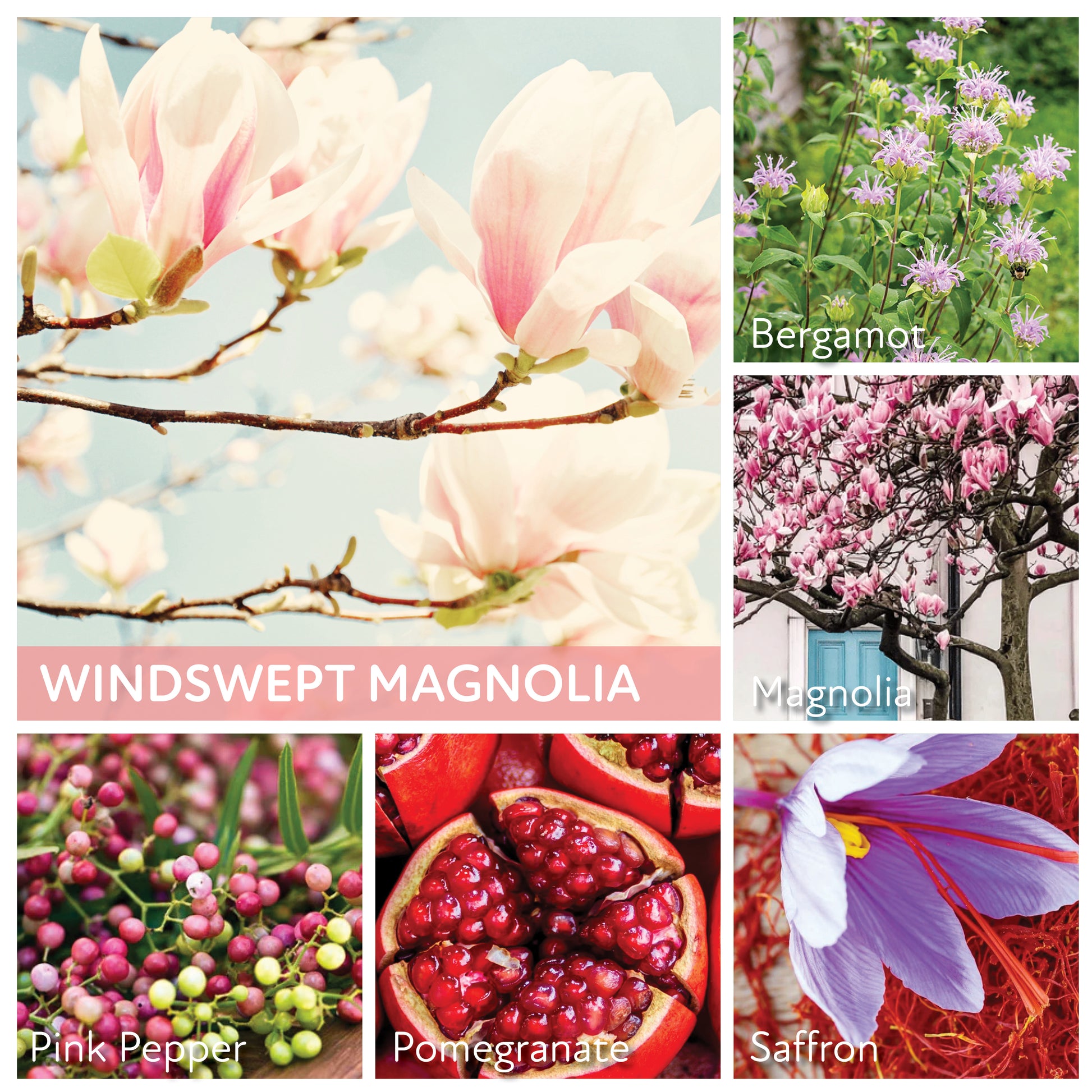 Windswept Magnolia - 6 oz Baby Candle